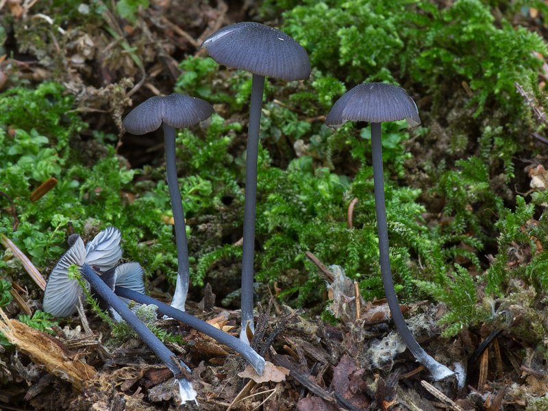 Entoloma chalybaeum